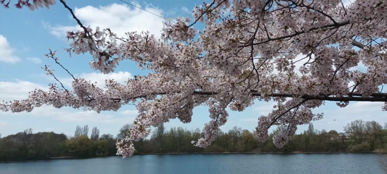 Volksgarten Frühling