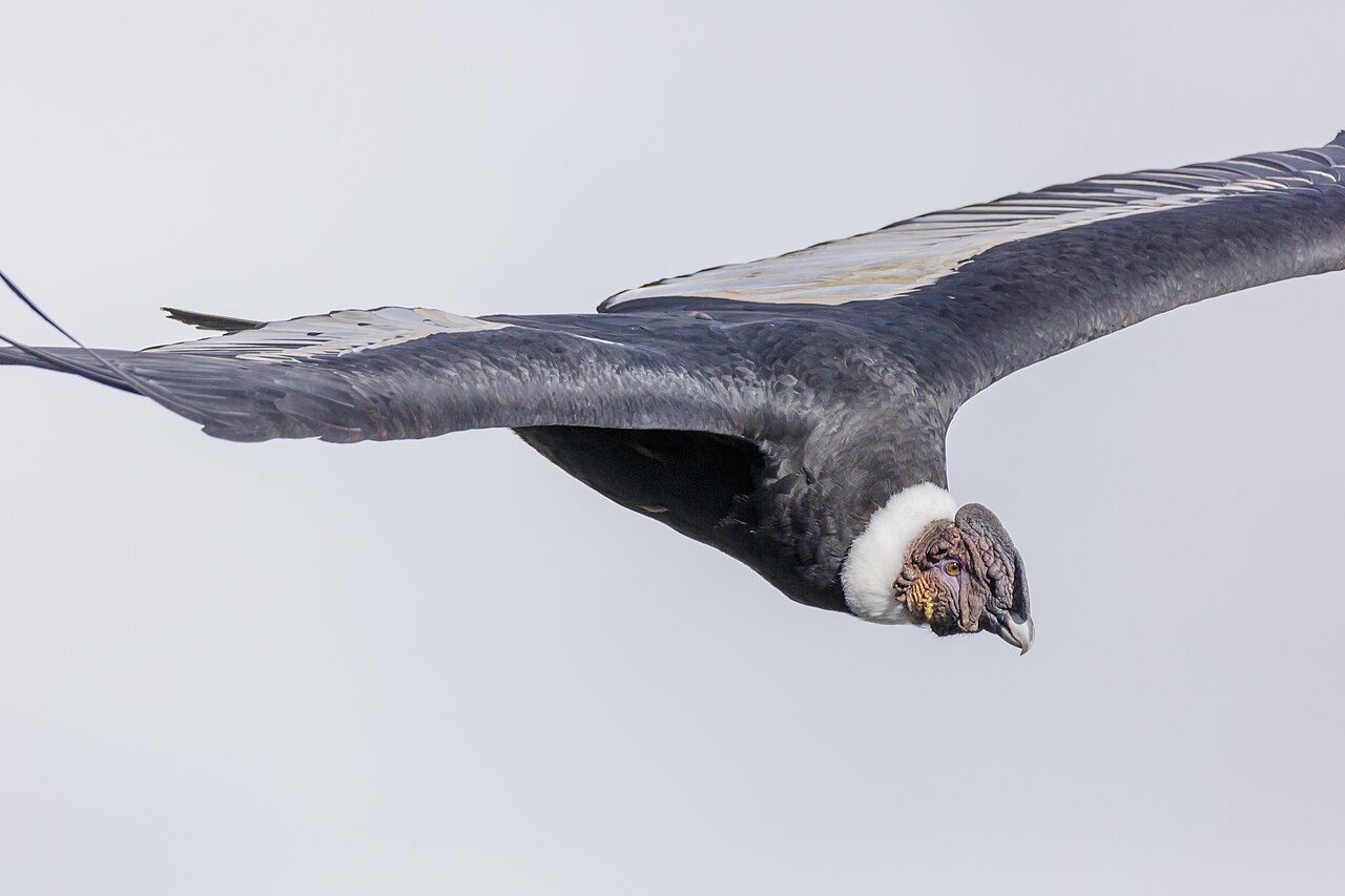 Anden-Condor